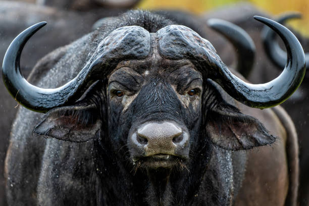Buffalo